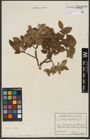 Foto von Salix hastata L.